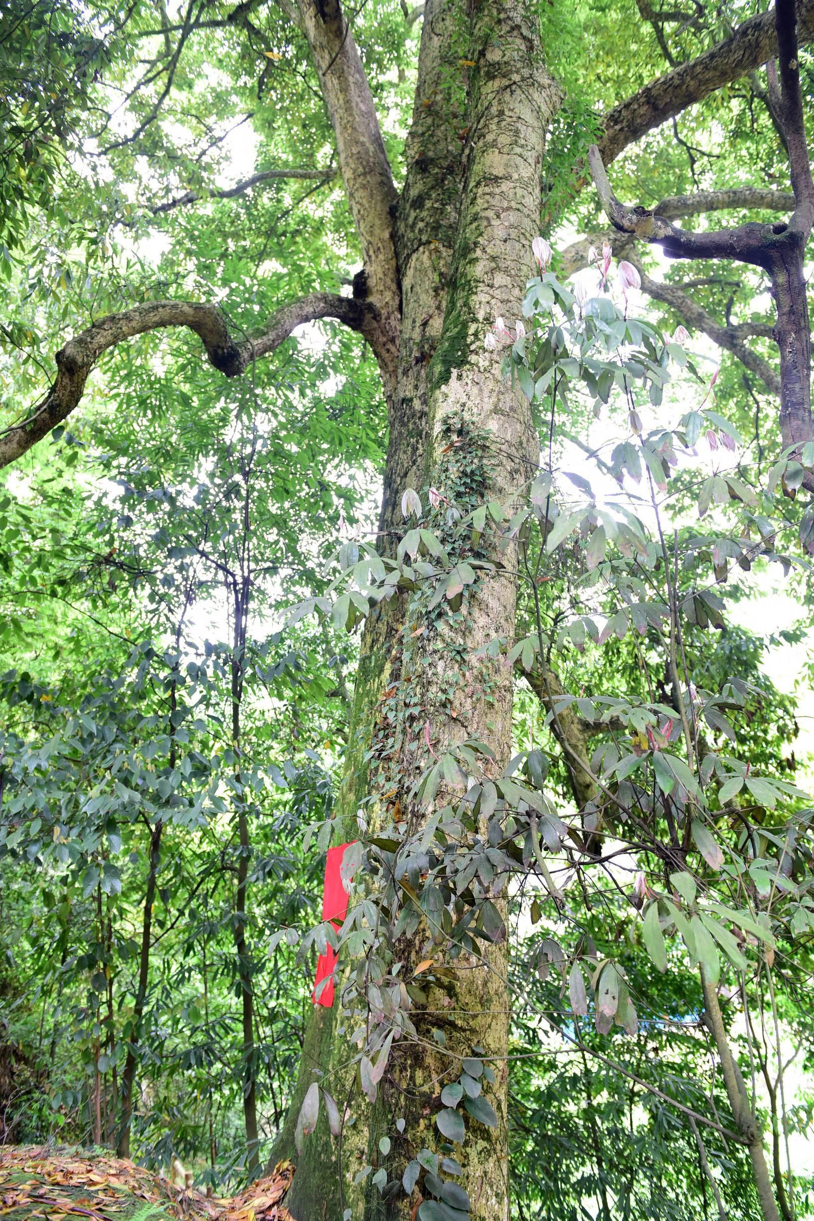 湖北绿色心灵之旅,探寻自然纯净之地